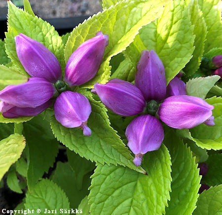 Liilakonnanyrtti - lila skldpaddsrt - Chelone obliqua 'Ieniemienie'